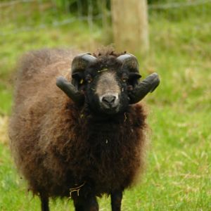 Link, Ouessant ram, May 2021