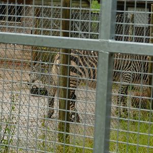 Hartmann's Mountain Zebra mother and foal, June 2021
