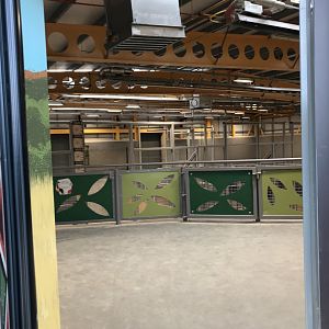 Entering giraffe indoors