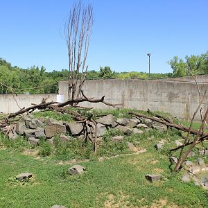 Japanese Macaque Exhibit