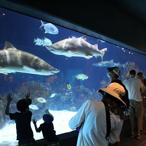 Atlantic Reef Tank - Discovery Bay