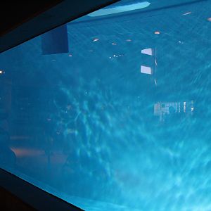 Hawaiian Monk Seal Exhibit - Discovery Bay