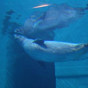 The Last Hawaiian Monk Seal