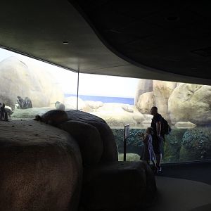 Penguins of the African Coast