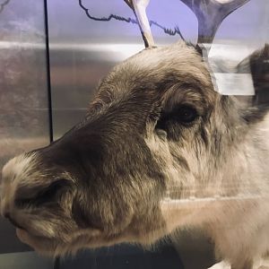 National museum of Scotland: reindeer