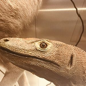 National museum of Scotland: komodo dragon