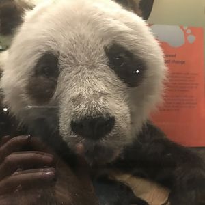 National Museum of Scotland: giant panda