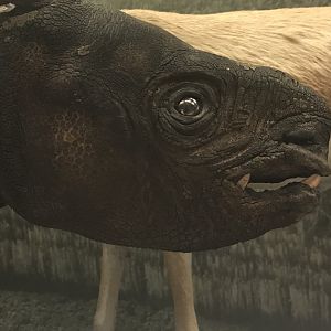 National Museum of Scotland: Javan Rhino calf