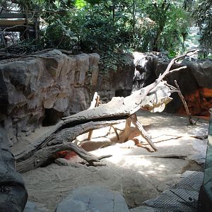 Komodo Dragon Exhibit - Tropics Trail