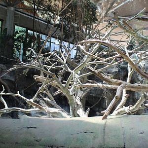 Colobus Monkey, DeBrazza's Monkey and Red River Hog Exhibit - Tropics Trail