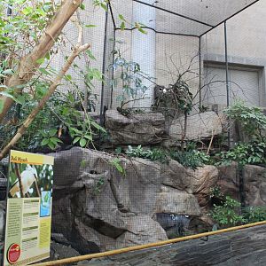 Bali Myna Exhibit - Tropics Trail
