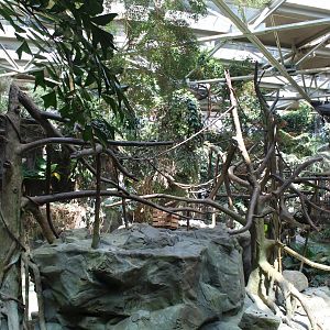 White-Cheeked Gibbon Exhibit - Tropics Trail