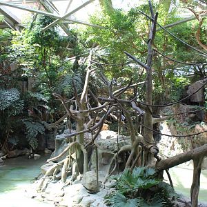 White-Cheeked Gibbon Exhibit - Tropics Trail