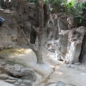 Malayan Tapir and Demoiselle Crane Exhibit - Tropics Trail