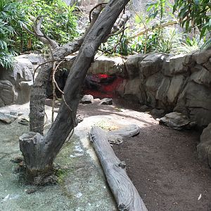 Asian Forest Tortoise Exhibit - Tropics Trail