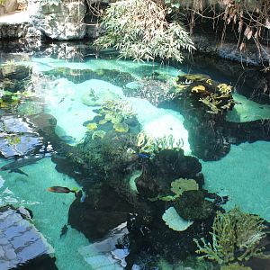 Tropical Reef Exhibit - Tropics Trail