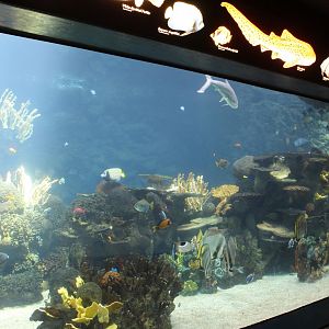 Tropical Reef Exhibit - Tropics Trail