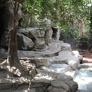 Visayan Warty Pig Exhibit - Tropics Trail