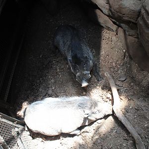 Visayan Warty Pigs - Tropics Trail