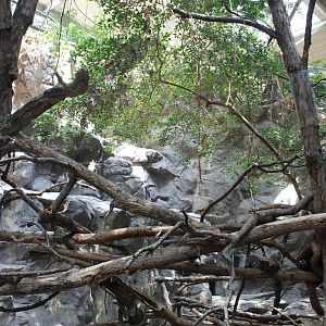 Red Panda and Transcaspian Urial - Tropics Trail