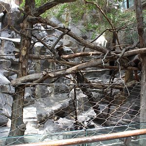 Red Panda and Transcaspian Urial - Tropics Trail