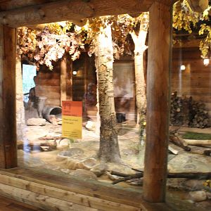 Racoon/Animal Ambassador Exhibit - Minnesota Trail