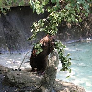 Beaver Collecting Twigs - Minnesota Trail