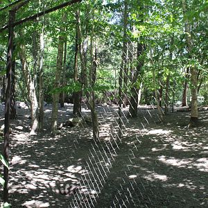 Coyote Exhibit - Minnesota Trail