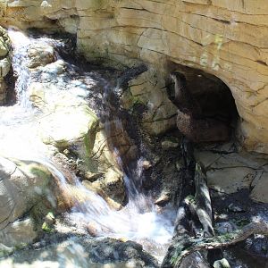 North American River Otter Exhibit - Minnesota Trail