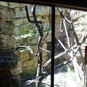 North American Porcupine and Great Horned Owl Exhibit - Minnesota Trail