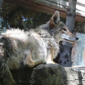 Coyote at Rest - Minnesota Trail