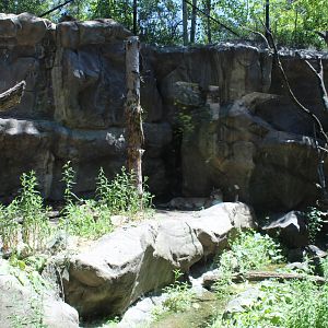 Cougar Exhibit - Minnesota Trail