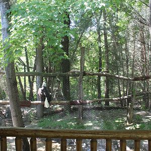 Bald Eagle Exhibit - Minnesota Trail