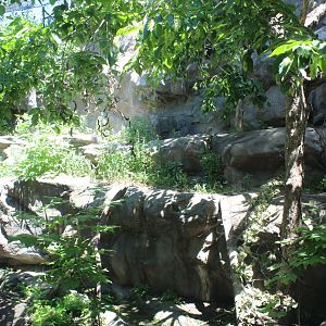 Canadian Lynx - Minnesota Trail