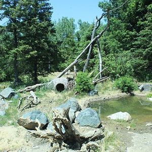 American Black Bear Exhibit - Minnesota Trail
