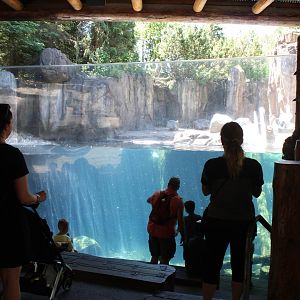 Sea Otter Exhibit - Russia's Grizzly Coast