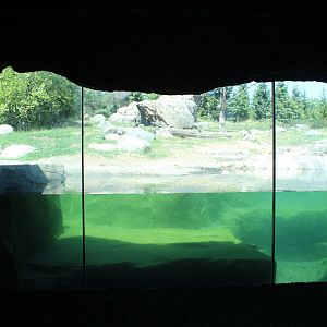 Grizzly Bear Exhibit - Russia's Grizzly Coast