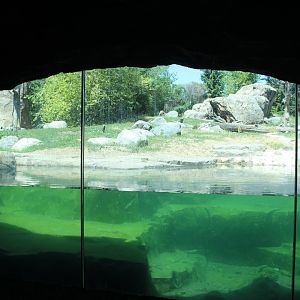 Grizzly Bear Exhibit - Russia's Grizzly Coast