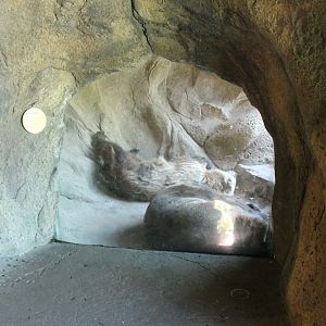 Grizzly Bear Den - Russia's Grizzly Coast