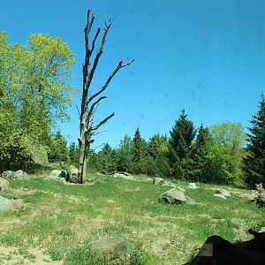 Grizzly Bear Exhibit - Russia's Grizzly Coast