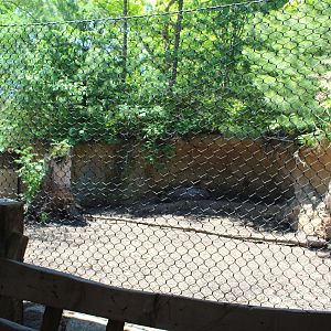 Wild Boar Exhibit - Russia's Grizzly Coast