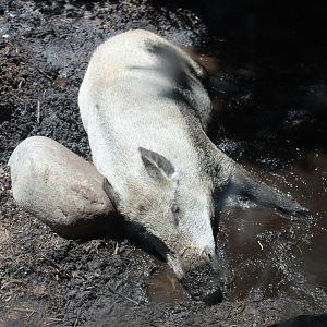 Sleeping Wild Boar- Russia's Grizzly Coast