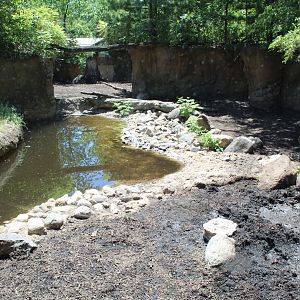 Wild Boar Exhibit - Russia's Grizzly Coast
