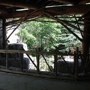 Amur Leopard Exhibit #1 - Russia's Grizzly Coast