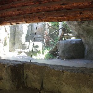Amur Leopard Exhibit #2 - Russia's Grizzly Coast