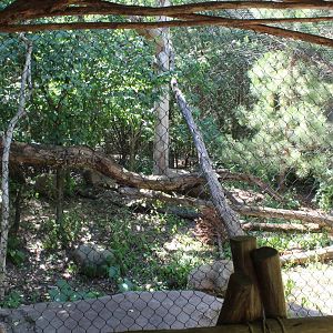 Amur Leopard Exhibit #3 - Russia's Grizzly Coast