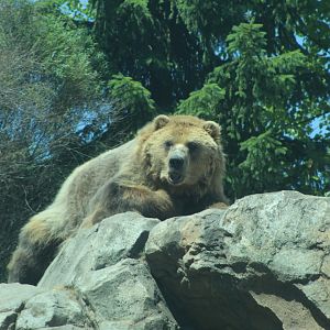 Grizzly Bear - Russia's Grizzly Coast