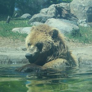 Swimming Grizzly Bear - Russia's Grizzly Coast