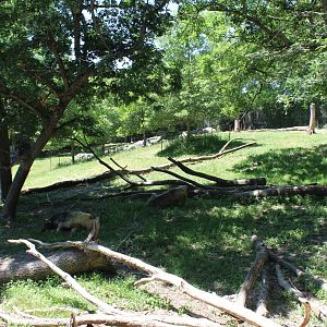 Sichuan Takin Exhibit - Northern Trail