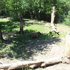 Sichuan Takin Exhibit - Northern Trail